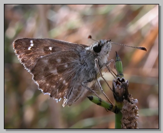 Carcharodus alceae